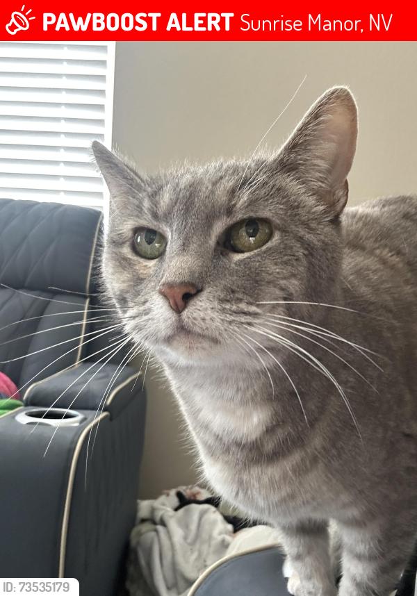 Lost Female Cat last seen Salon and hickory nut, Sunrise Manor, NV 89142