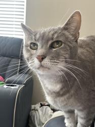 Lost Female Cat last seen Salon and hickory nut, Sunrise Manor, NV 89142