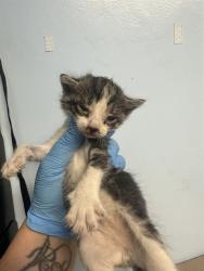Shelter Stray Female Cat last seen COFFEE RD, BAKERSFIELD CA 93308, 3951 Fruitvale Ave, Bakersfield, CA 93308, USA