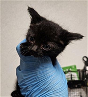 Shelter Stray Male Cat last seen Near BLOCK ROBERTS LN, BAKERSFIELD CA 93308, 3951 Fruitvale Ave, Bakersfield, CA 93308, USA