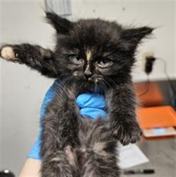 Shelter Stray Female Cat last seen Near BLOCK ROBERTS LN, BAKERSFIELD CA 93308, 3951 Fruitvale Ave, Bakersfield, CA 93308, USA