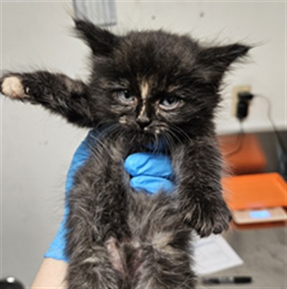 Shelter Stray Female Cat last seen Near BLOCK ROBERTS LN, BAKERSFIELD CA 93308, 3951 Fruitvale Ave, Bakersfield, CA 93308, USA