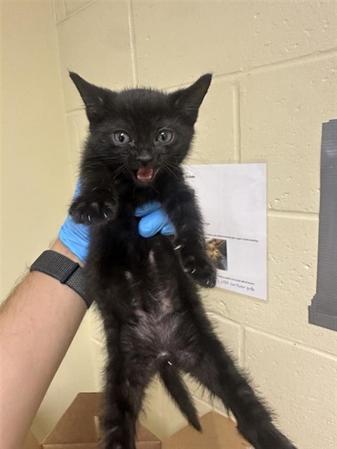 Shelter Stray Female Cat last seen 9TH ST & K ST, 2127 Front St, Sacramento, CA 95818, USA