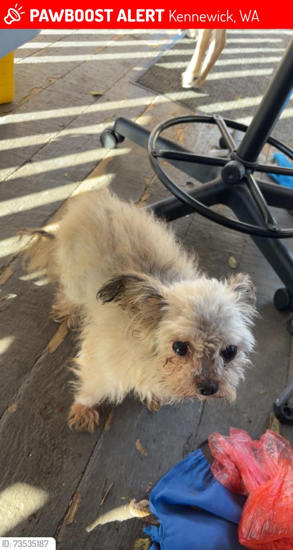 Lost Male Dog last seen Olympia street 10th Ave, Kennewick, WA 99337