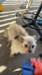 Lost Male Dog last seen Olympia street 10th Ave, Kennewick, WA 99337