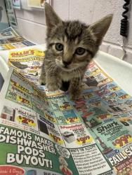 Shelter Stray Female Cat last seen Near BLOCK WOODRUFF AVE, 2020 Forest St, Jacksonville, FL 32204, USA