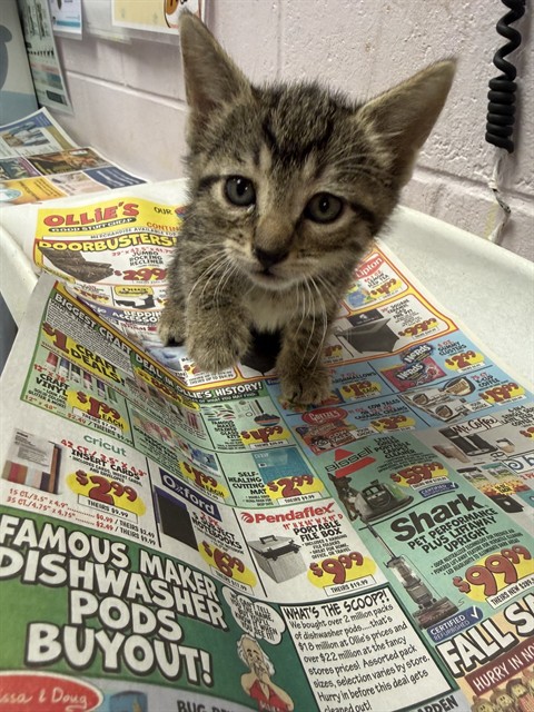Shelter Stray Female Cat last seen Near BLOCK WOODRUFF AVE, 2020 Forest St, Jacksonville, FL 32204, USA
