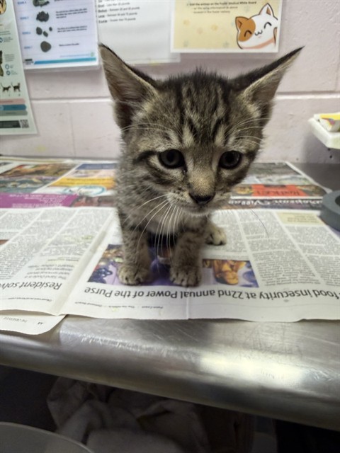 Shelter Stray Female Cat last seen Near BLOCK WOODRUFF AVE, 2020 Forest St, Jacksonville, FL 32204, USA