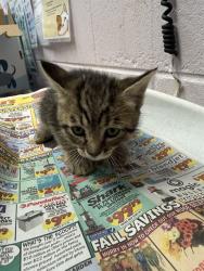 Shelter Stray Female Cat last seen Near BLOCK WOODRUFF AVE, 2020 Forest St, Jacksonville, FL 32204, USA