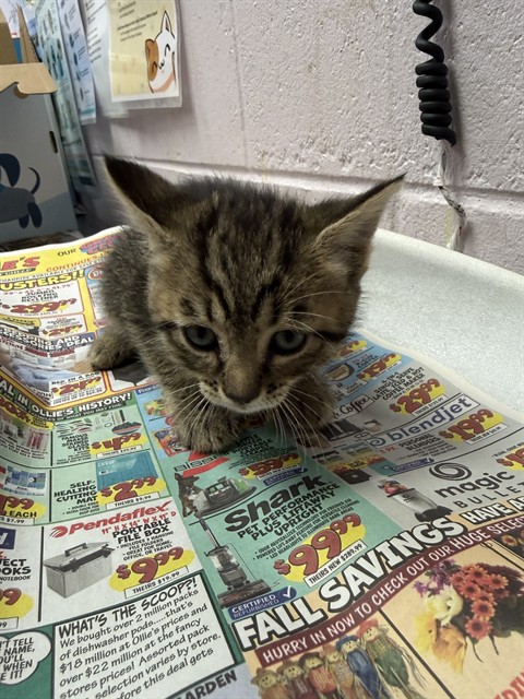 Shelter Stray Female Cat last seen Near BLOCK WOODRUFF AVE, 2020 Forest St, Jacksonville, FL 32204, USA
