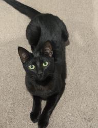 Reunited Female Cat last seen High Street, Glen Iris, VIC 3146