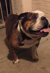 Reunited Male Dog last seen Christy and Charleston, Las Vegas, NV 89110