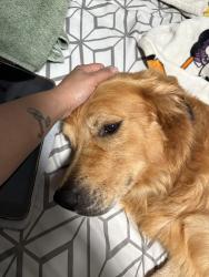 Reunited Male Dog last seen Martin Luther King and Adair St, Los Angeles, CA 90011