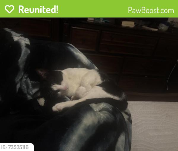 Reunited Male Cat last seen Sumner ave and 13th st, Kansas City, KS 66102
