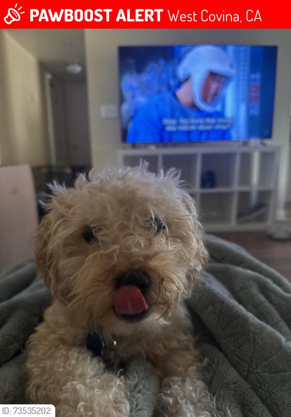 Lost Female Dog last seen Rowland, West Covina, CA 91790
