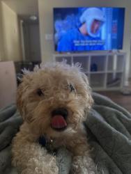 Lost Female Dog last seen Rowland, West Covina, CA 91790