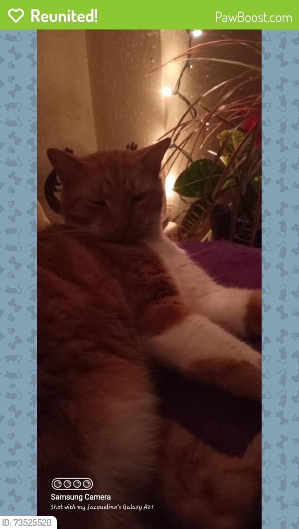 Reunited Male Cat last seen Northcrest, Spring, TX 77389
