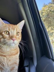 Lost Male Cat last seen McBain ave- gibson pl, Redondo Beach, CA 90278