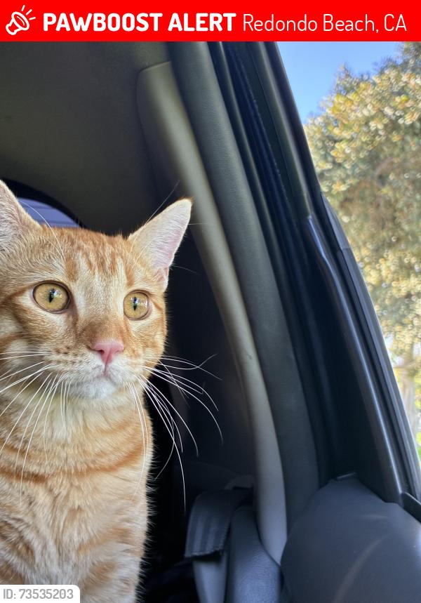 Lost Male Cat last seen McBain ave- gibson pl, Redondo Beach, CA 90278