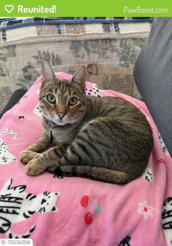 Reunited Male Cat last seen Betsworth Lane and Betsworth Road, Valley Center, CA 92082