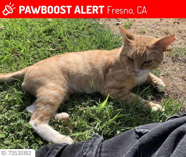 Lost Male Cat last seen Avalon and Gates, Fresno, CA 93722