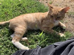 Lost Male Cat last seen Avalon and Gates, Fresno, CA 93722