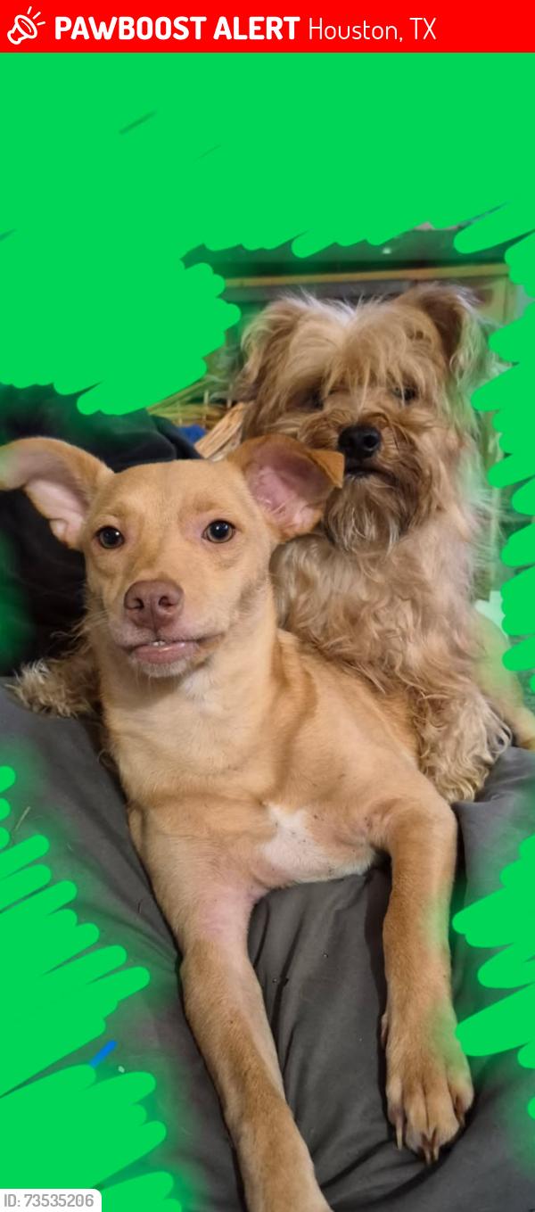 Lost Male Dog last seen Beltway 8/Tidwell, Houston, TX 77044