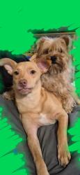 Lost Male Dog last seen Beltway 8/Tidwell, Houston, TX 77044