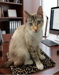 Lost Female Cat last seen Birsdville Street, Greenbank, QLD 4124