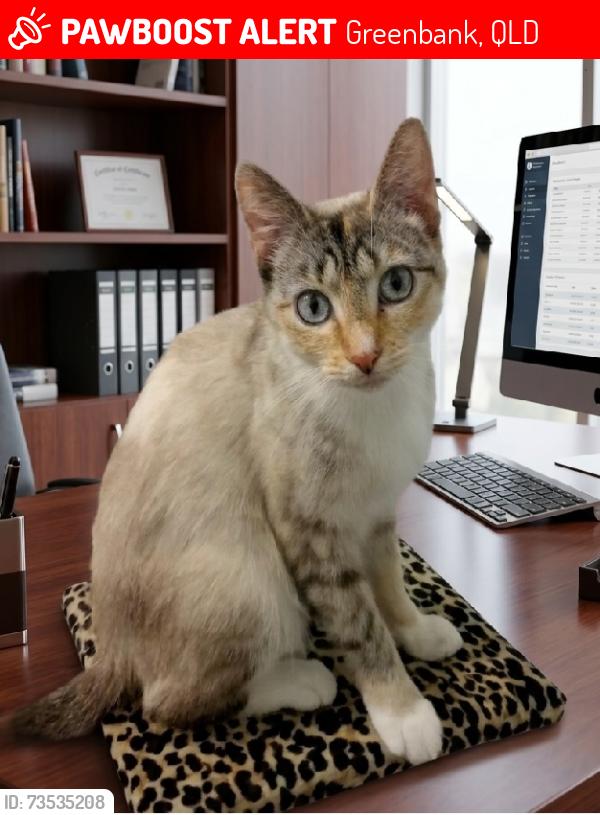 Lost Female Cat last seen Birsdville Street, Greenbank, QLD 4124