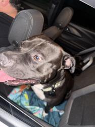 Reunited Male Dog last seen Hoffmeister& Wachtel, St. Louis/ lemay, Lemay, MO 63125