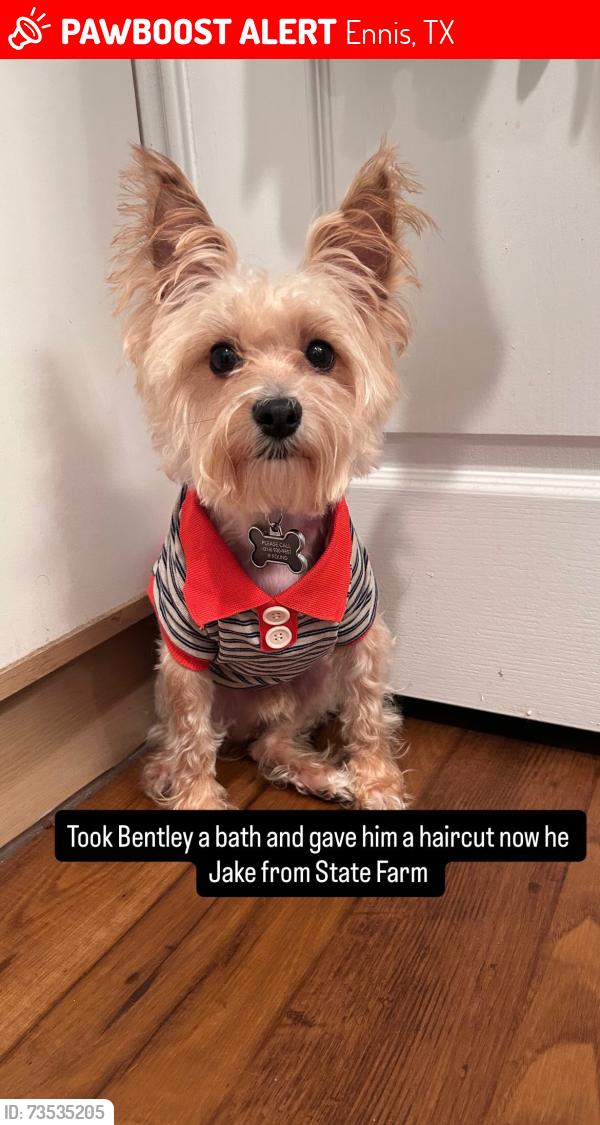 Lost Male Dog last seen He ran off near HeB &preston street in ennis, Ennis, TX 75119