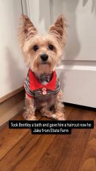 Lost Male Dog last seen He ran off near HeB &preston street in ennis, Ennis, TX 75119
