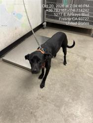 Shelter Stray Male Dog last seen Near BLOCK N BARTON AVE, FRESNO CA 93702 1559, 5277 E Airways Blvd, Fresno, CA 93727, USA