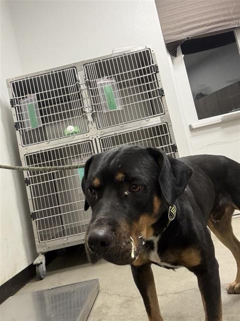 Shelter Stray Male Dog last seen Near BLOCK E GRANT AVE, FRESNO CA 93701 2026, 5277 E Airways Blvd, Fresno, CA 93727, USA