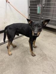 Shelter Stray Male Dog last seen Near BLOCK E GRANT AVE, FRESNO CA 93701 2026, 5277 E Airways Blvd, Fresno, CA 93727, USA