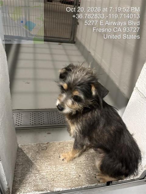 Shelter Stray Male Dog last seen Near BLOCK N BARTON AVE, FRESNO CA 93702 1559, 5277 E Airways Blvd, Fresno, CA 93727, USA