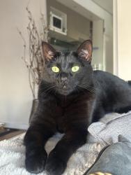 Reunited Female Cat last seen Qt cafe on high street, Glen Iris, VIC 3146