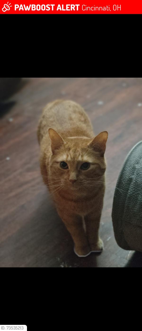Lost Female Cat last seen Coral gables, Cincinnati, OH 45248