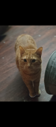 Lost Female Cat last seen Coral gables, Cincinnati, OH 45248