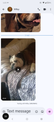 Lost Male Dog last seen Charleston and Christy Lane, Las Vegas, NV 89110
