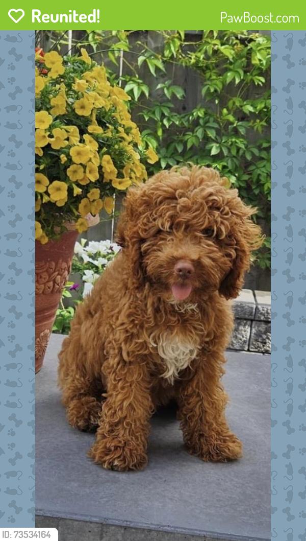 Reunited Male Dog last seen Vellore woods and Bunting drive, Vaughan, ON L4H 2E7