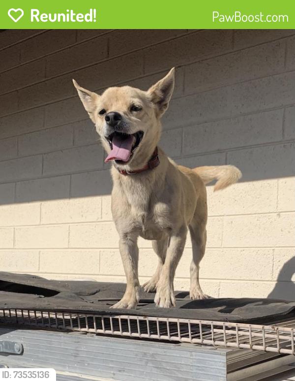 Reunited Male Dog last seen 36st and Sheridan, Phoenix, AZ 85008