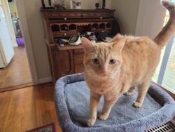 Lost Female Cat last seen Nagle, Erie, PA 16510