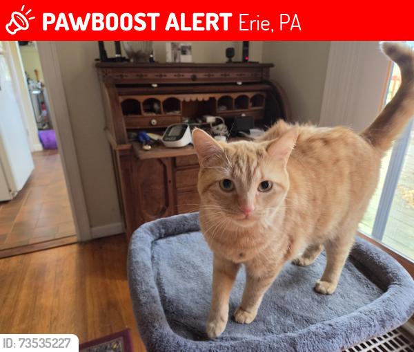 Lost Female Cat last seen Nagle, Erie, PA 16510