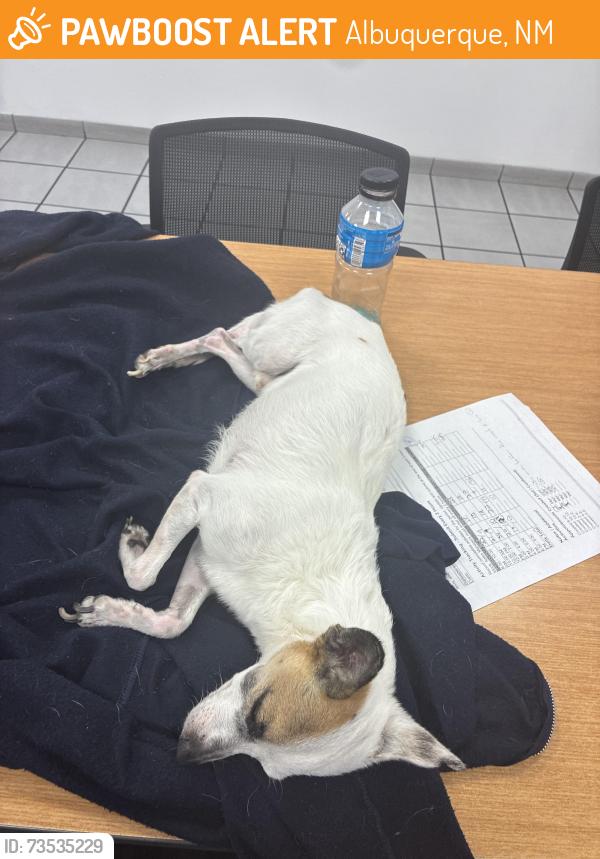 Found/Stray Unknown Dog last seen Irving coors, Albuquerque, NM 87114