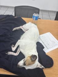 Found/Stray Unknown Dog last seen Irving coors, Albuquerque, NM 87114
