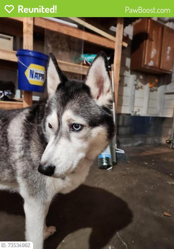 Reunited Female Dog last seen Near NW Vaughn St, Portland, OR 97210, Portland, OR 97210