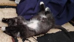 Lost Male Cat last seen Near Everhome Suites off State st., Salem, OR 97310