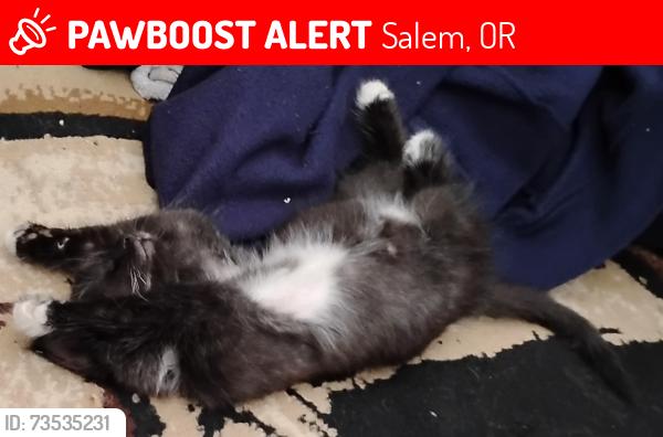 Lost Male Cat last seen Near Everhome Suites off State st., Salem, OR 97310